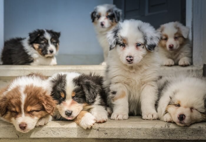 Beginner’s Guide to Puppy Crate Training