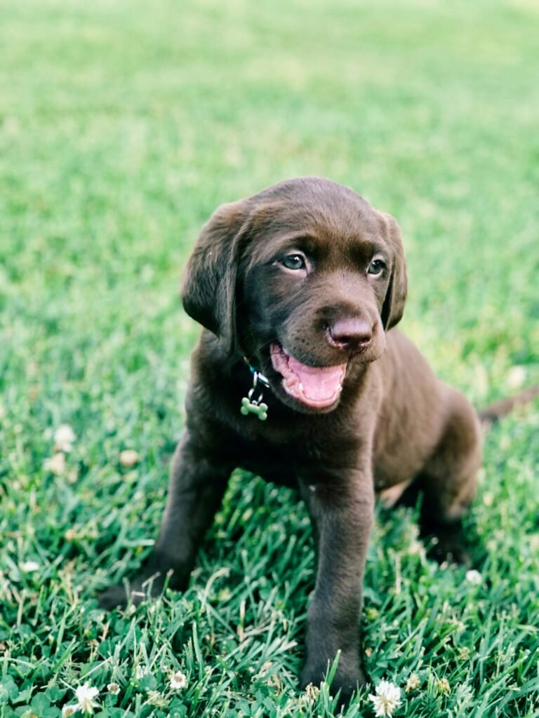 Effective Puppy Crate Training Schedule