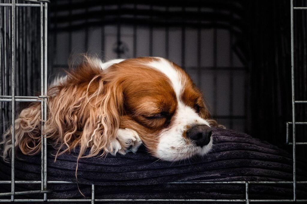 The Benefits of Using a Crate for Separation Anxiety