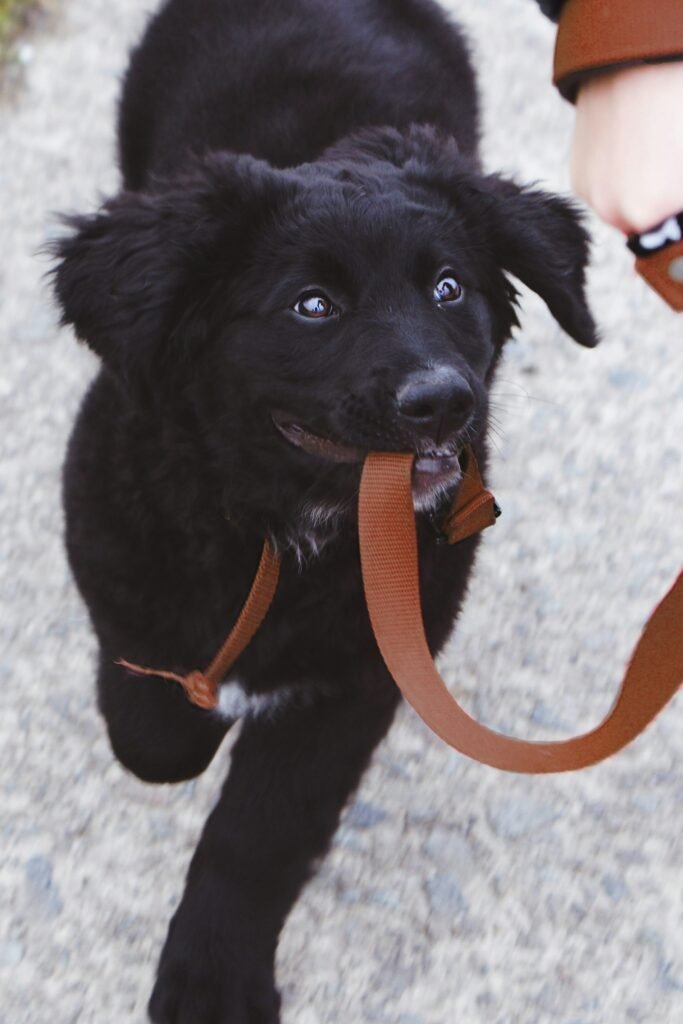 The Ultimate Guide to Puppy Crate Training