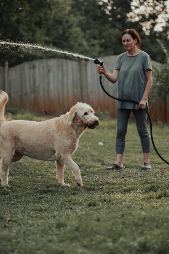 Effective Crate Training for Anxiety Reduction