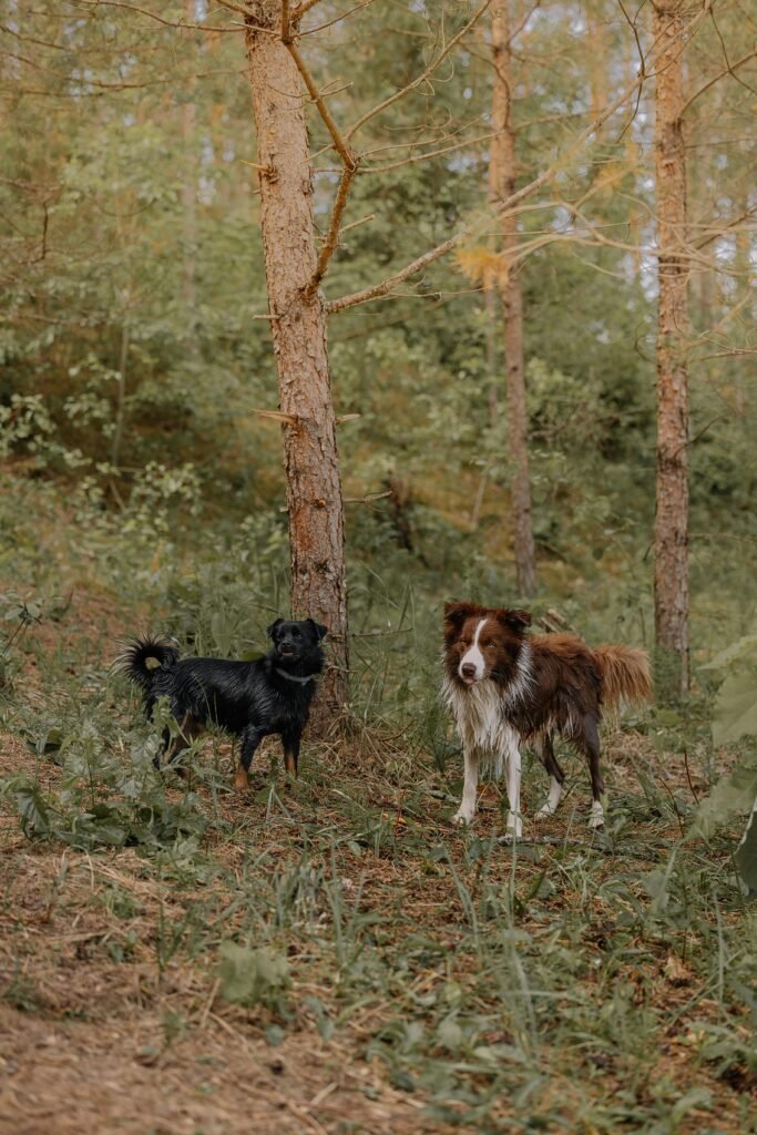 Managing Dog Anxiety through Proper Crate Training