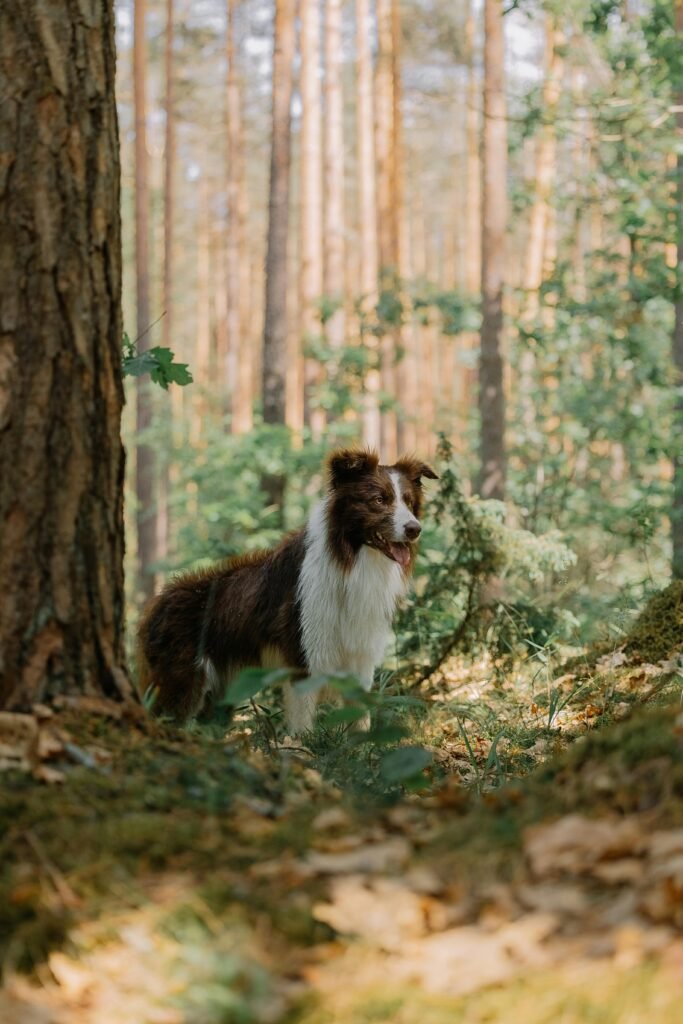 Managing Dog Anxiety through Proper Crate Training