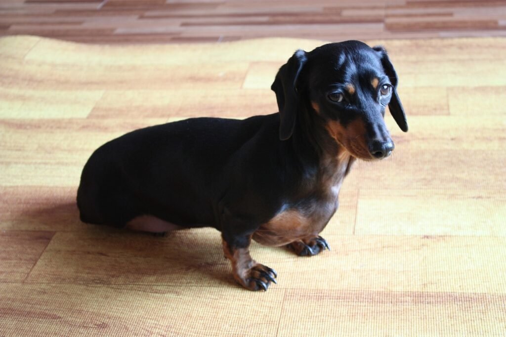 Step-by-Step Instructions for Crate Training a Puppy