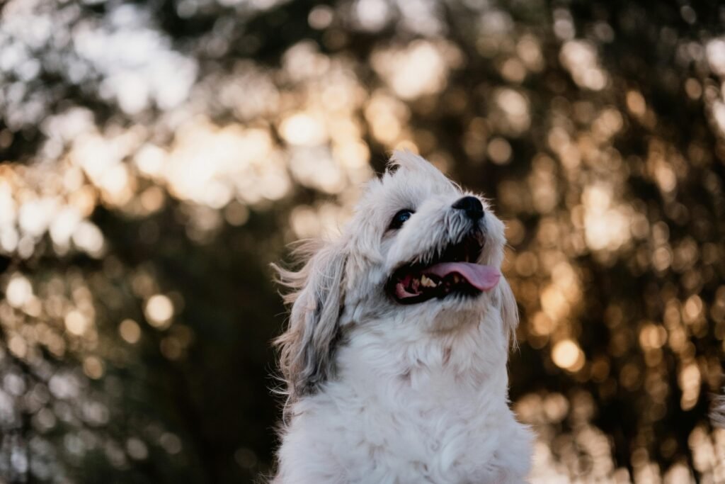 The Key to Successful Puppy Crate Training