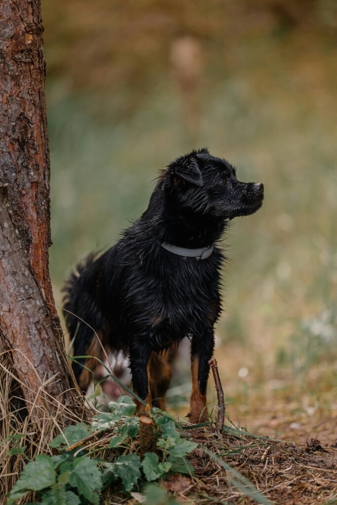 The Key to Successful Puppy Crate Training