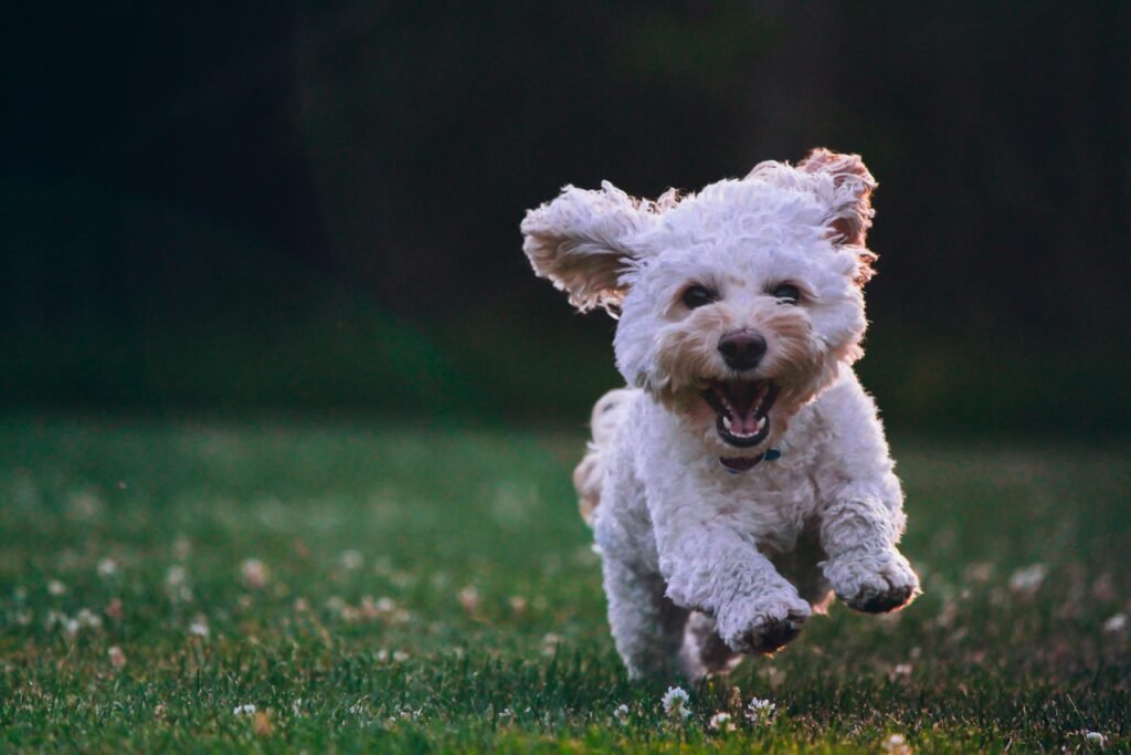 The Importance of Getting the Correct Extra Large Dog Crate Size