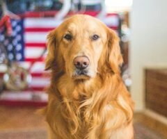 Tips and Techniques for Alleviating Canine Separation Anxiety