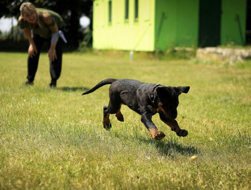 Effective Puppy Socialization Techniques