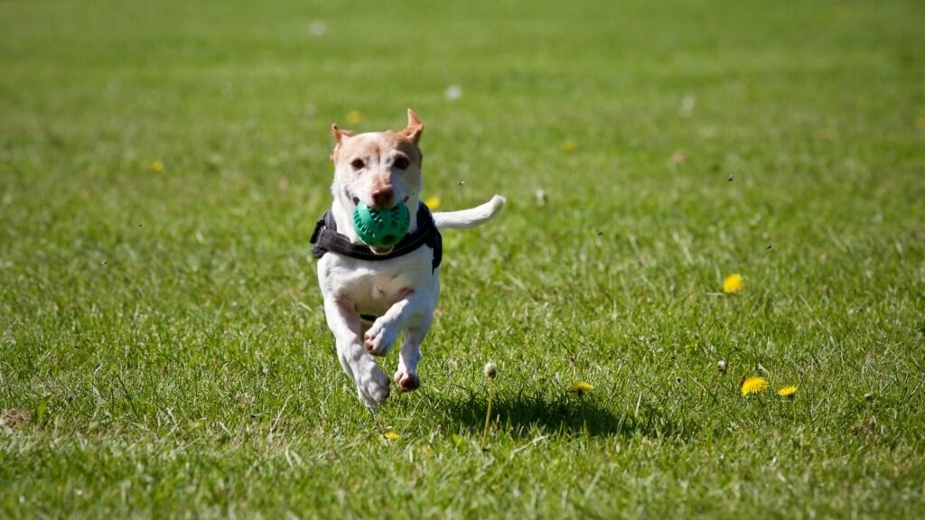 Effective Puppy Socialization Techniques