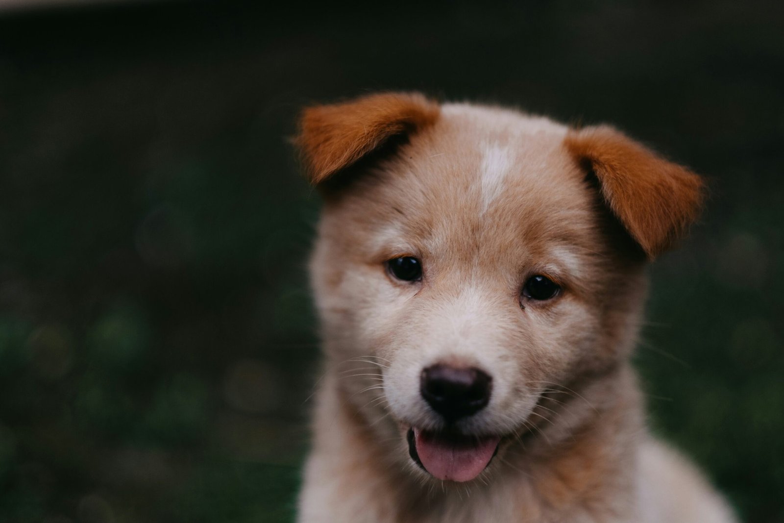 the importance of correct puppy crate size scaled