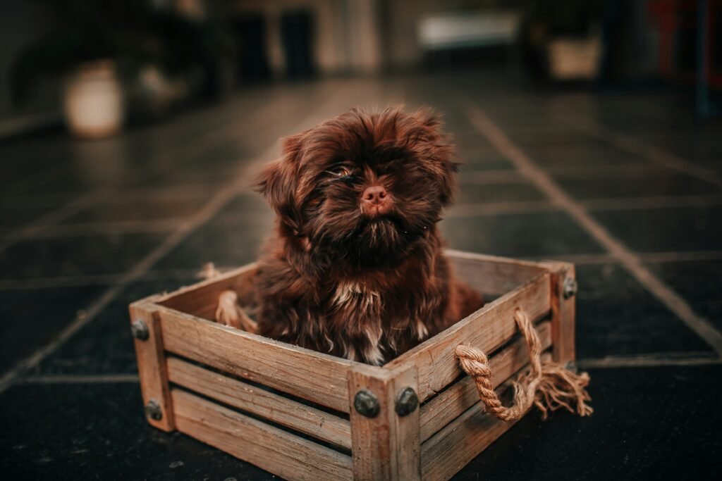 Top 3 Heavy-Duty Dog Crates for Maximum Weight Capacity