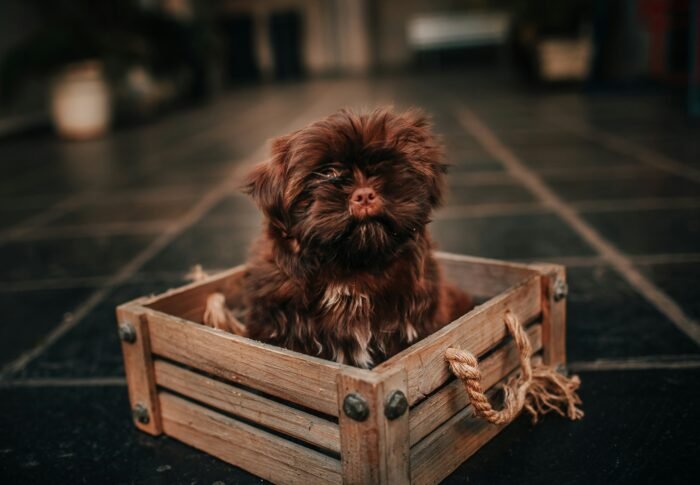 Top 3 Heavy-Duty Dog Crates for Maximum Weight Capacity